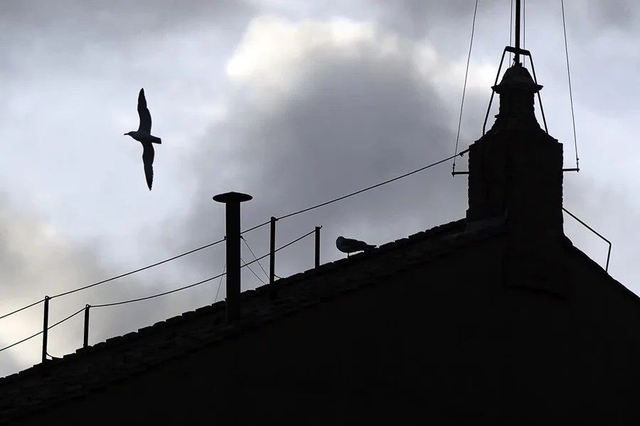 Un pájaro pasa volando junto a una chimenea instalada en el tejado de la Capilla Sixtina en la Plaza de San Pedro, Ciudad del Vaticano.