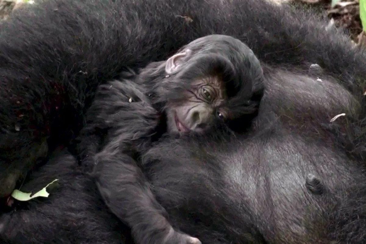 parque-congo-1.webp